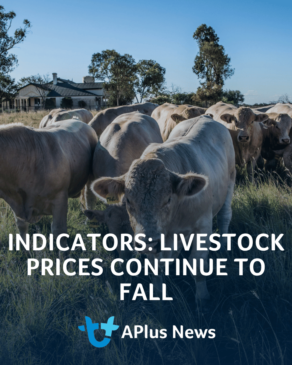 AuctionsPlus's tweet photo. It’s that time of the week when we check in on some key indicators of performance in the livestock markets.

READ ARTICLE: https://t.co/vqcTUnQtAb https://t.co/y2rLXvboby