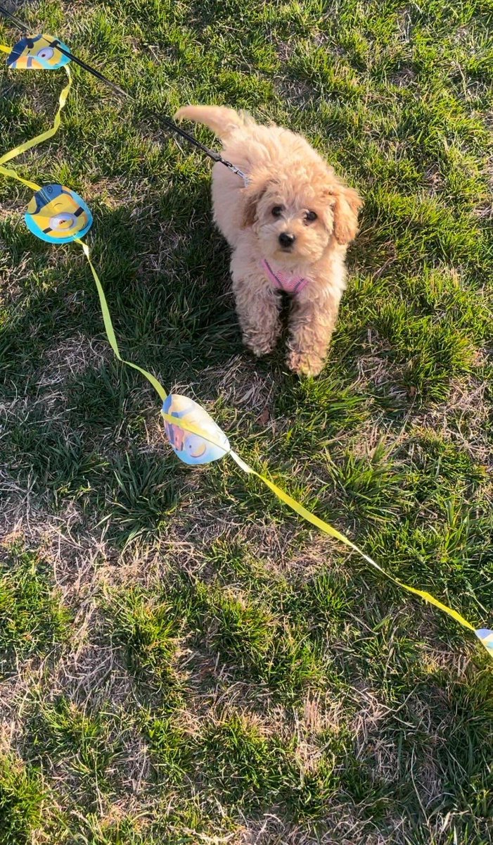 bud_weyland's tweet photo. What an adorable dog! https://t.co/9ZEhDHySU1