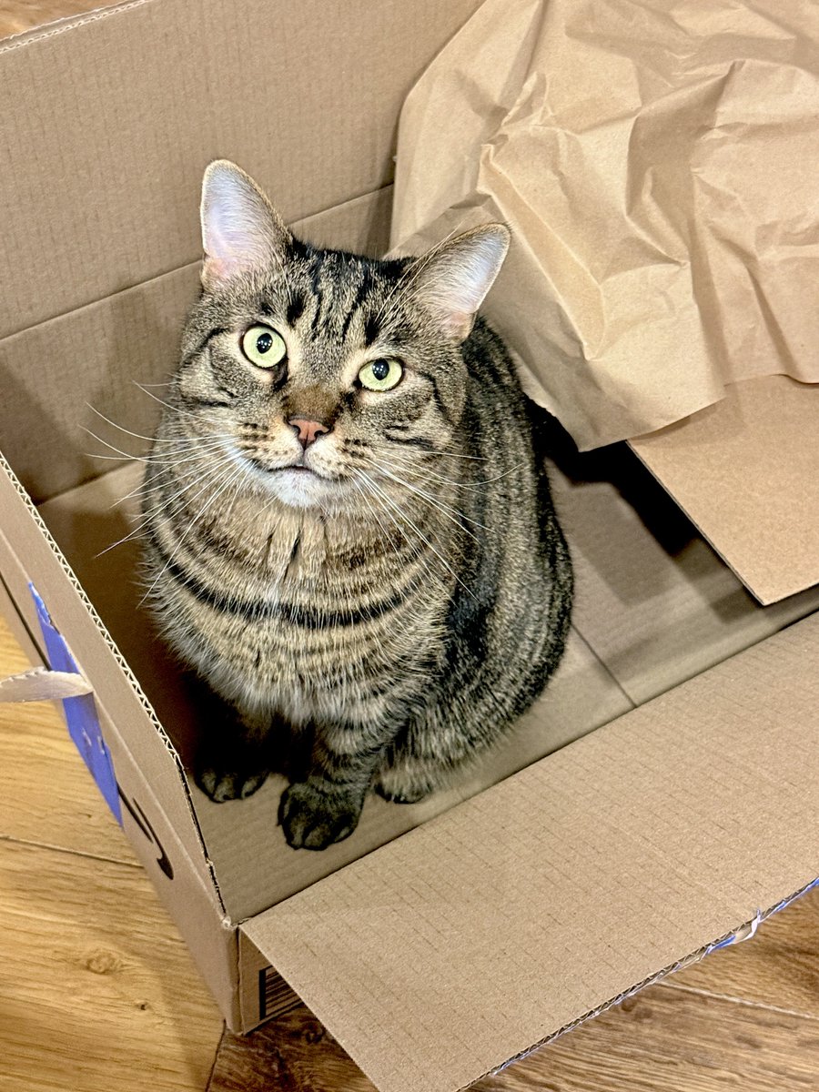 MissyBBBobtail's tweet photo. ���If we don’t stop running under momma’s feet while she’s fixing dinner, she’s sending us all to Pluto.  Say goodbye to Jinxy.” https://t.co/YbUPFM4t3K
