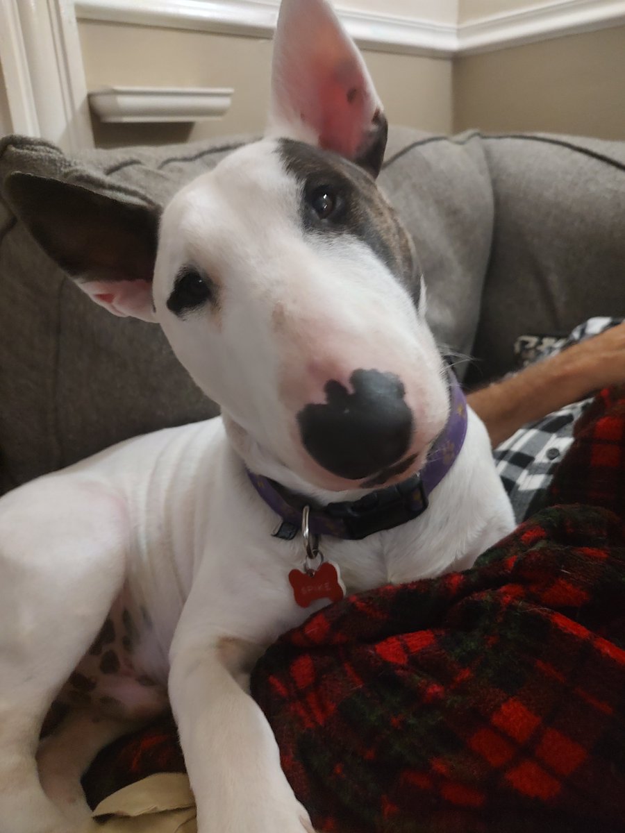 rexthetvterrier's tweet photo. I may have stepped on something or been stung  yesterday, because last night I started favoring my rear paw and today it's all swollen.  Mom put medicine on it, examined it and cleaned it.  No wound.  Vet tomorrow if not better 🫤
#Spike #BooBoo #Dogs https://t.co/7t9aXt6zQ5