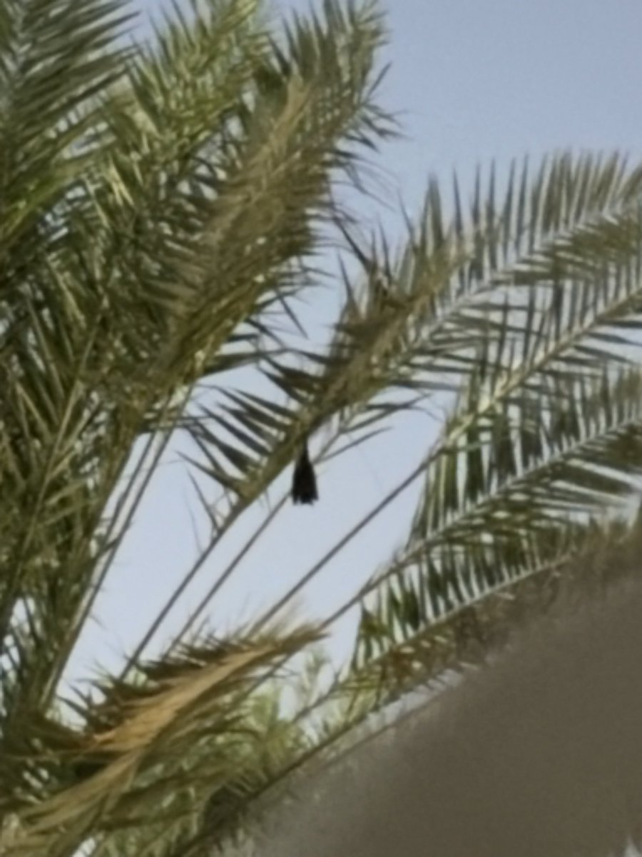 82J00Y's tweet photo. Batman decided to keep me company https://t.co/E6o0eLwzRo
