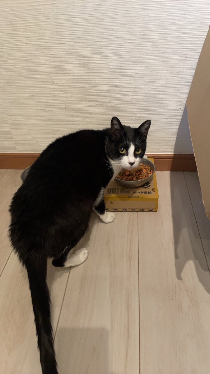 caeru_pilot's tweet photo. 猫ねこを捜索しています！9/24午後以降から行方不明になっています。
名前: ふく　呼び名: フーちゃん
♀ ハチワレ　雑種　5才　小ぶり　未手術
美猫です。
情報お待ちしています。
神戸市須磨区関守町
#迷い猫　#保護猫 https://t.co/jPGFWYNbLS