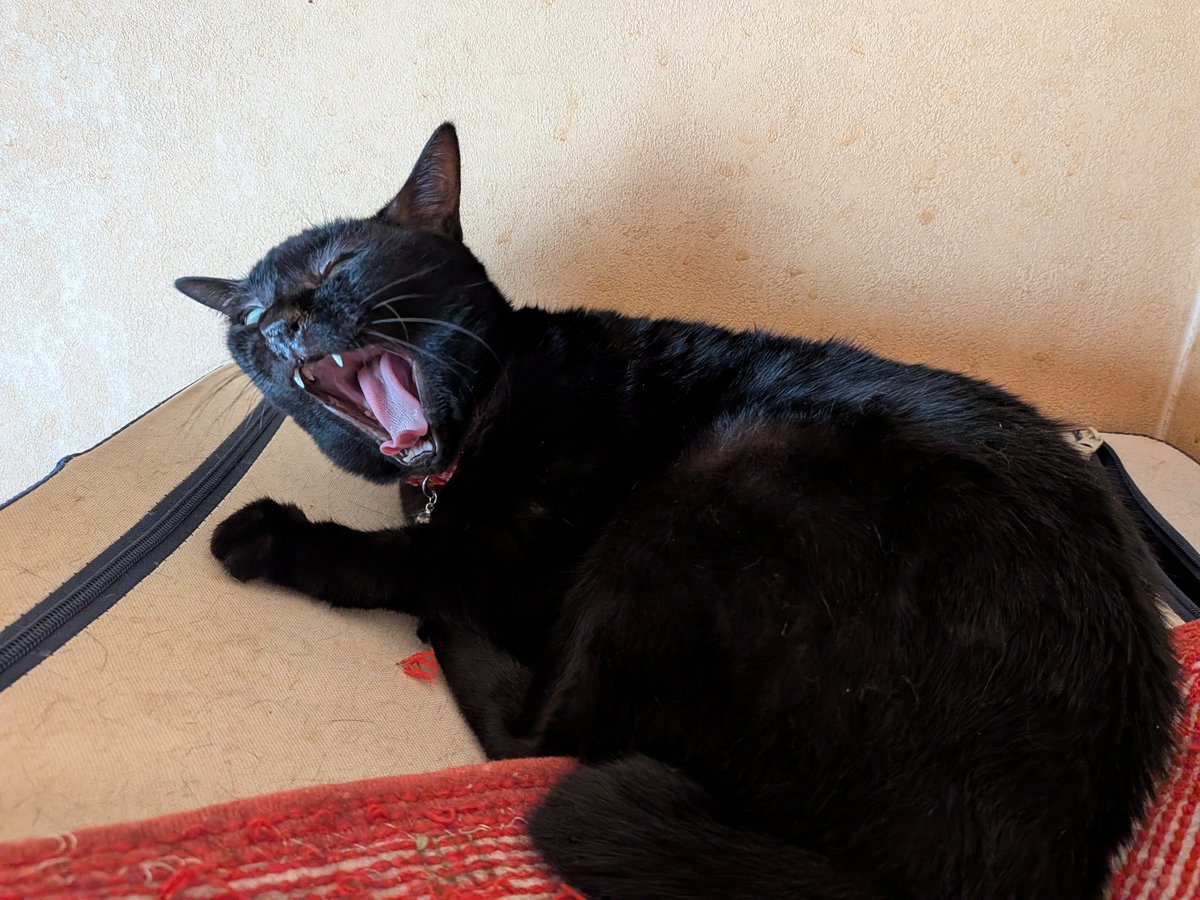 Tadai7's tweet photo. 飼主が亡くなったネコちゃん
いくつかの保護団体にメールを差し上げ、過去に受診していた動物病院を調べるなどした結果、その動物病院が引き取っていただけることになりました✨

これで、ネコちゃんの安住の地が見つかり、高齢の依頼者の転居先も見つかりそうなので、問題が一気に解決しそうです😊 https://t.co/kyXPJyx1tX