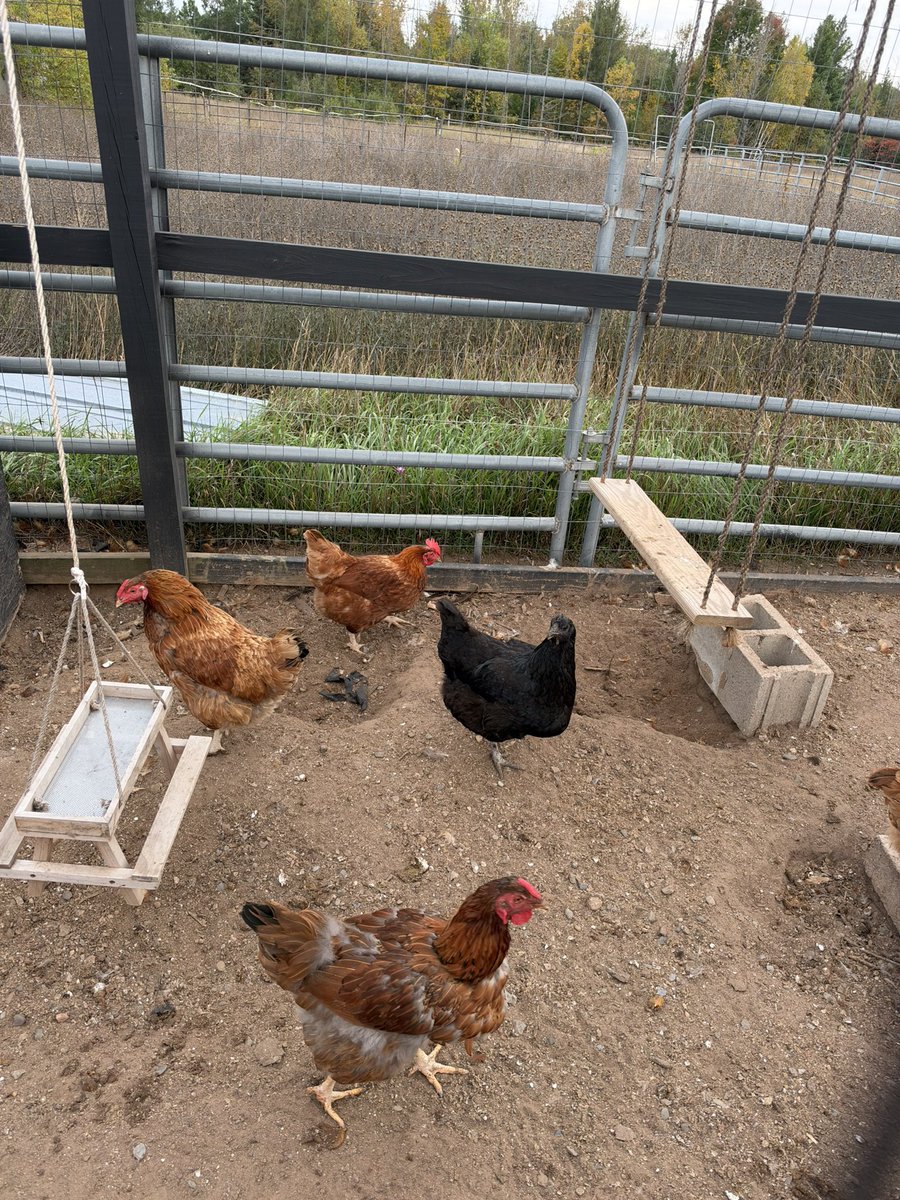 greg16676935420's tweet photo. My friend Ben got some new chickens and needs to name them

Anyone have ideas? https://t.co/5DErYhboN3