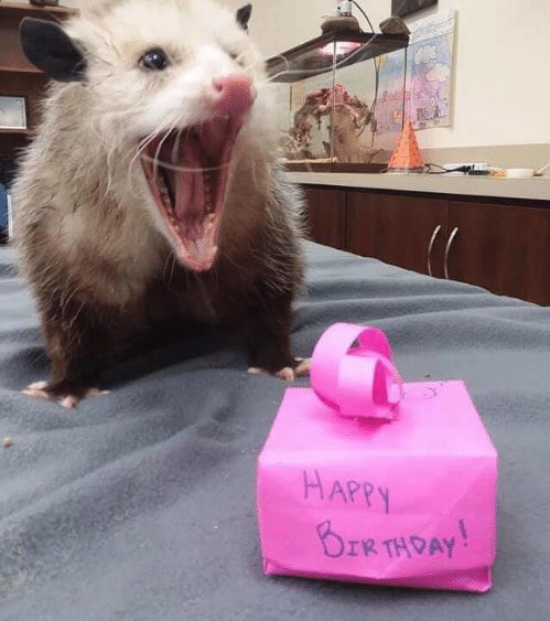 VirginiaOPossum's tweet photo. he's so excited to see you open the gift he got you https://t.co/P3xiycljED