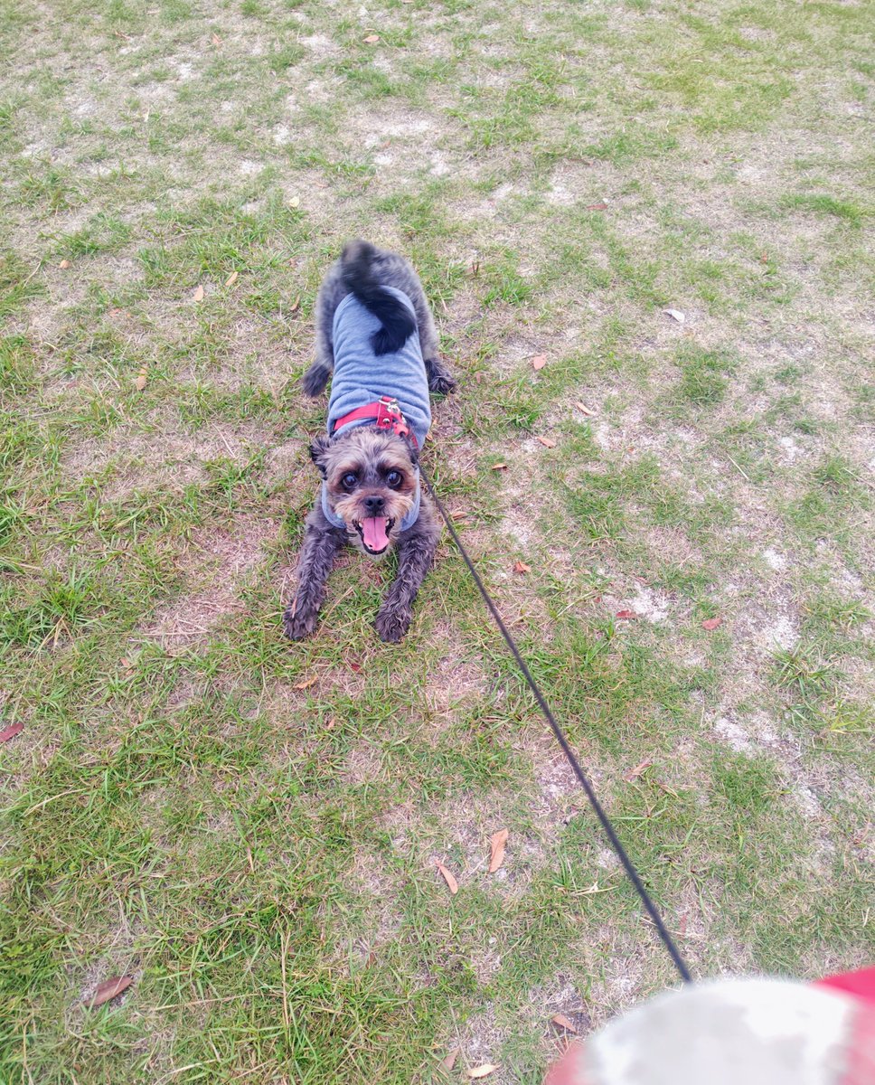 Jrtnano's tweet photo. 朝んぽ🐕️
涼しくなってボール遊びいっぱい出来るね😊

ばっちこーい➰⚾️🐶🐾

#パグプー #犬散歩 #犬との暮らし https://t.co/dxDl0SblHl