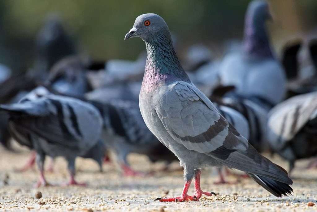 JesseOkwara's tweet photo. I just found out that I have never seen a baby pigeon b4 https://t.co/GRFNjRCn1s