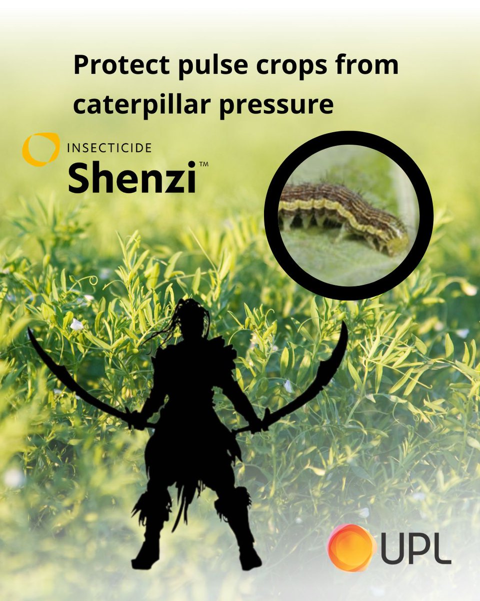 UPLAUSLtd's tweet photo. 🐛 Keep caterpillar pressure from chewing into #PulseCrop potential. #Shenzi® provides effective control across key larval stages &amp; is soft on beneficial insects, making it a strong fit for IPM programs.
🛡️Protect pulse crops with Shenzi®
#UPLLtd #OpenAg https://t.co/ebLgomtnQy