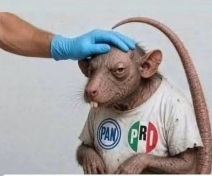 maymaya08's tweet photo. Cuidado con las 🐀🐀🐀🐀🐀 andan más rabiosas que nunca https://t.co/wJQVfrmPt4