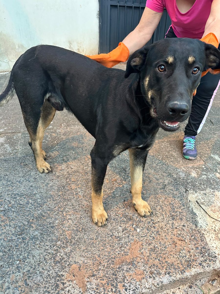 TiFaNiiii's tweet photo. Perrito perdido zona Boggiani y Cirilo Rivarola, por favor si pueden compartir porque está en la calle y según comentó la señora desde ayer está ahí,y hoy ya apareció con el hombro lastimado, ya pregunté en varios albergues y nadie tiene lugar para albergar. Ayudo compartiendo https://t.co/F4hHAgycbz