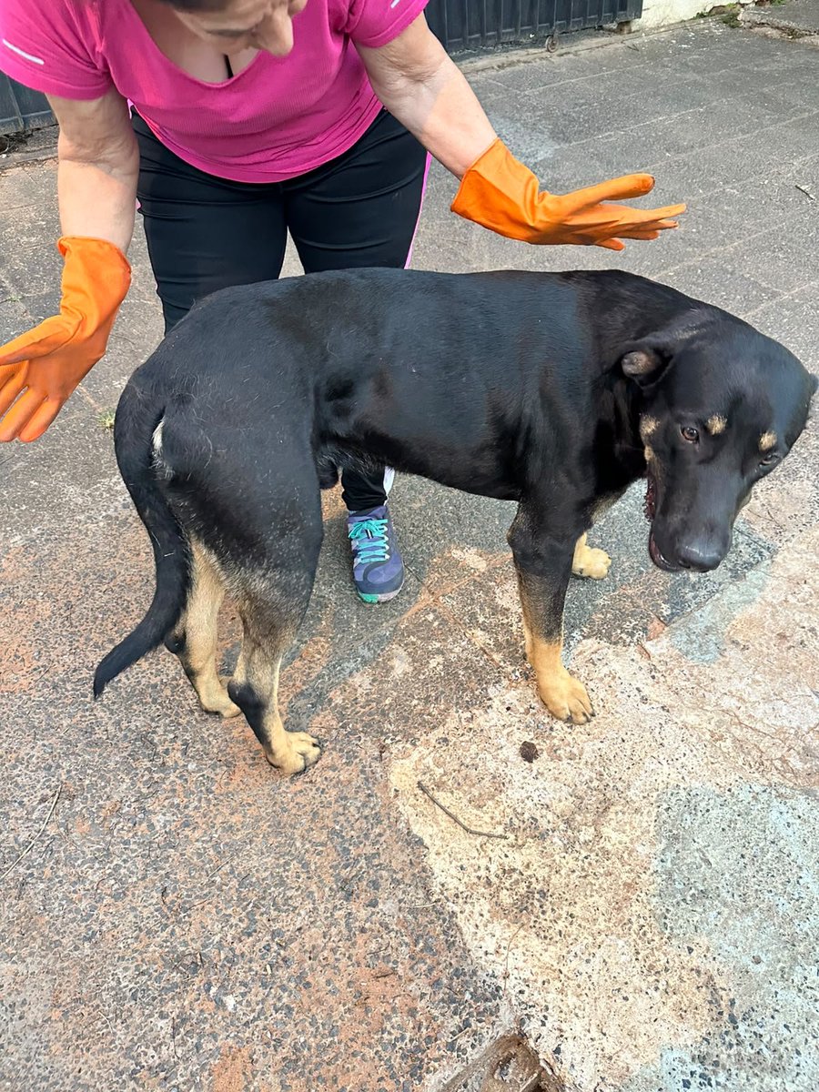 TiFaNiiii's tweet photo. Perrito perdido zona Boggiani y Cirilo Rivarola, por favor si pueden compartir porque está en la calle y según comentó la señora desde ayer está ahí,y hoy ya apareció con el hombro lastimado, ya pregunté en varios albergues y nadie tiene lugar para albergar. Ayudo compartiendo https://t.co/F4hHAgycbz
