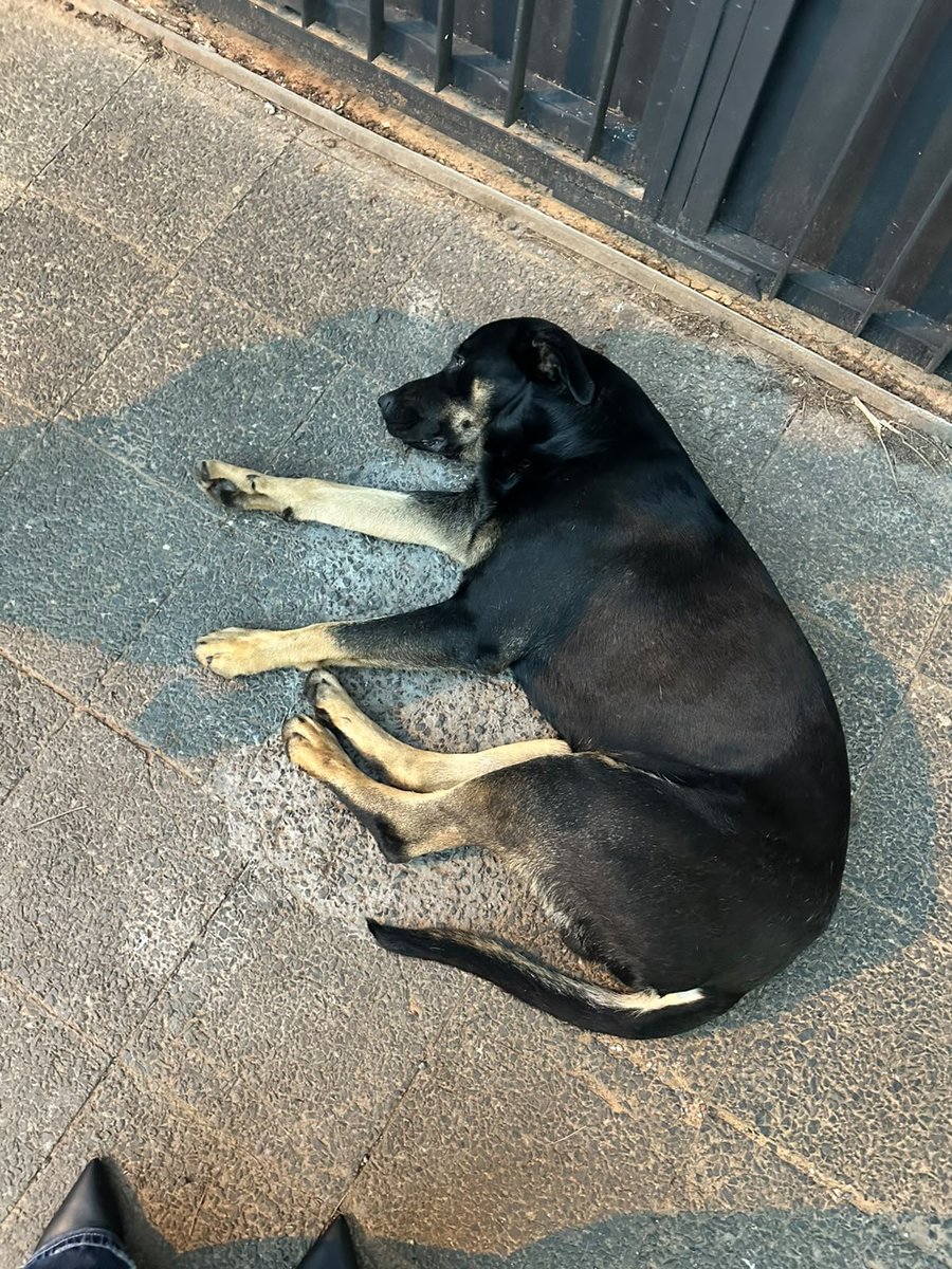 TiFaNiiii's tweet photo. Perrito perdido zona Boggiani y Cirilo Rivarola, por favor si pueden compartir porque está en la calle y según comentó la señora desde ayer está ahí,y hoy ya apareció con el hombro lastimado, ya pregunté en varios albergues y nadie tiene lugar para albergar. Ayudo compartiendo https://t.co/F4hHAgycbz