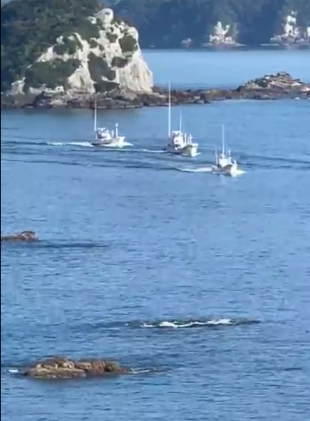 minpintoo's tweet photo. #TaijiCoveJAPAN🔴: After days of setbacks, due to bad weather, the #DolphinHunters got lucky again today, having just driven a sizeable pod, species yet to be confirmed, into the Cove, now awaiting their fate... 🐬🐬but earlier they were preparing a seapen https://t.co/fH8vR8eVJM https://t.co/74ptDzaf8c