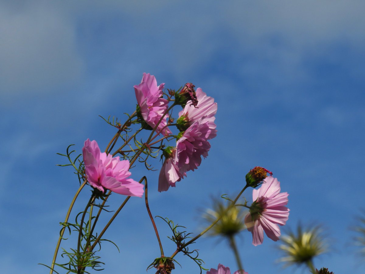 MatthewShute's tweet photo. One or two of the beautiful blooms bow as if bewildered by the boundless blue above...
#FlowersOnFriday 
🩵 🌸 🩷 💙 https://t.co/xWpqkOp6zf