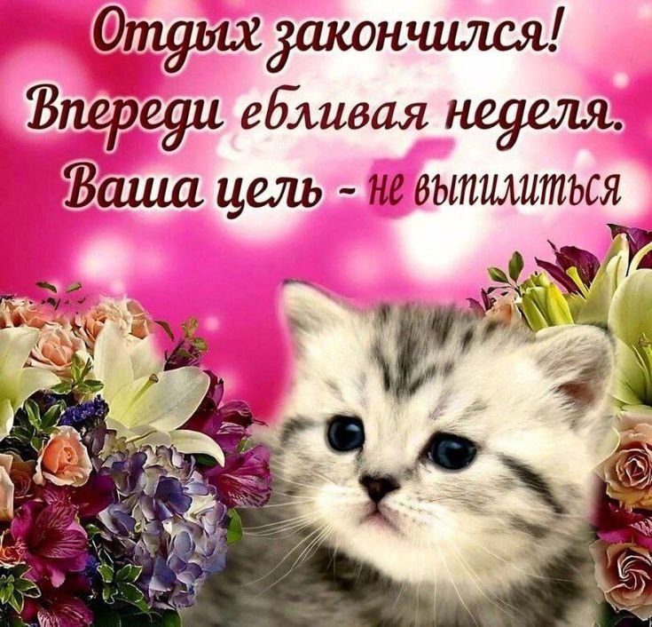 gree_mil's tweet photo. Мне на работу к 8 (время почти 5)
А я занимался рассылкой ответов и отказов в зин и эти 2 пикчи описывают меня https://t.co/hvtbdgXpbx