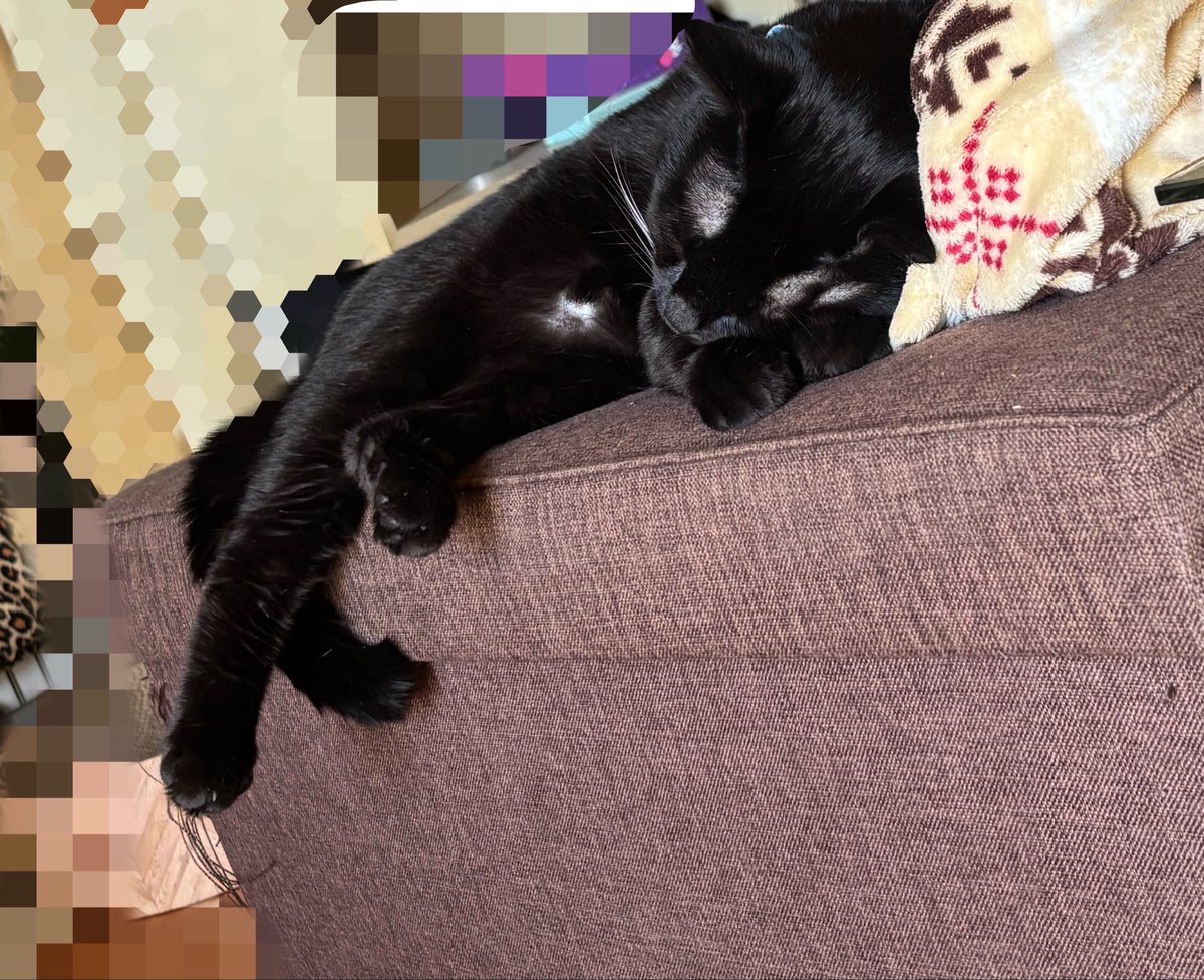 Mayuixis's tweet photo. おはようございます☀️

猫ちゃん達は2度寝🐈‍⬛♥

今日も無理なく過ごしましょう☺️ https://t.co/oNSQmyP1EW