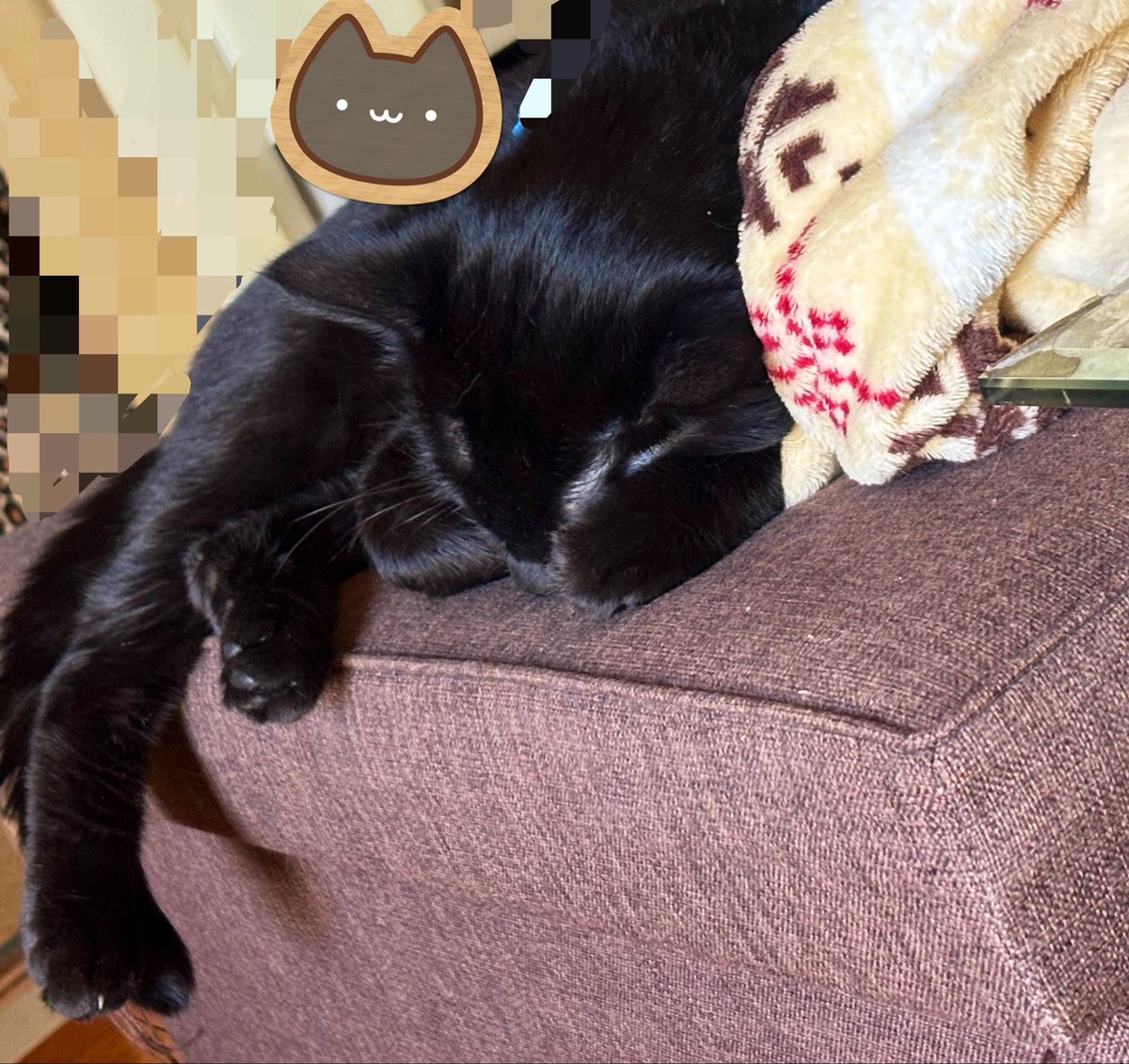 Mayuixis's tweet photo. おはようございます☀️

猫ちゃん達は2度寝🐈‍⬛♥

今日も無理なく過ごしましょう☺️ https://t.co/oNSQmyP1EW