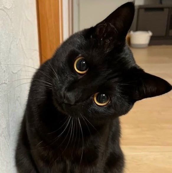 korzulas's tweet photo. about me 💭

mini thread 🧵 https://t.co/u95MHx0DTp