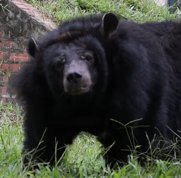 bestdevicook's tweet photo. Is this not crazy?!?!

Fern is all over the internet after spending 21 years trapped on a bile farm, living almost her entire life without experiencing the outside world

She was rescued by Animals Asia, a charity dedicated to saving bears from the bile trade, and after more than two decades Fern has finally been able to walk outside into the sunlight

Her rescue marks an insane new chapter after spending nearly her entire life confined in captivity

Redirecting all the fees to the charity

https://t.co/oCUQ1vDrMY

https://t.co/LMTTuxUVEh