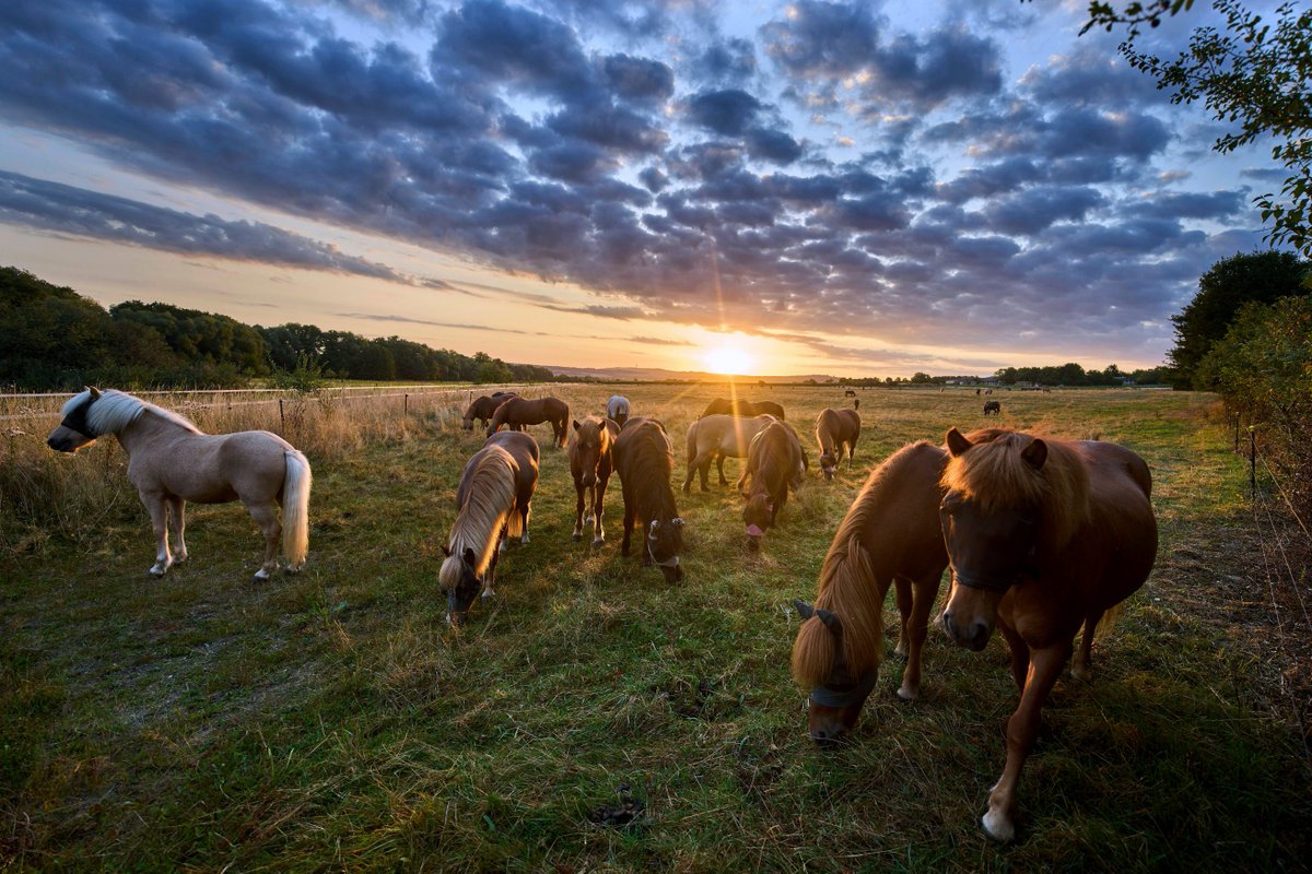 sotryap's tweet photo. [Dark, some, horses, sparrows gather softly in the twilight]， https://t.co/UztlGNd0Ee