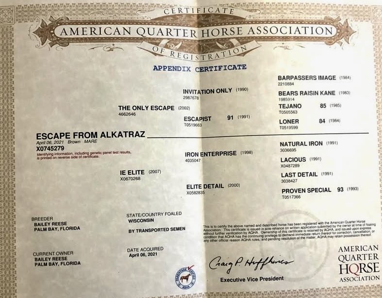 SeriousEquine7's tweet photo. 🔥New Listing🔥Royally Bred English Broodmare - ESCAPE FROM ALKATRAZ — “Allie” - 2021 Bay Mare | 16 Hands

The Only Escape × IE Elite (by Iron Enterprise)
New Smyrna Beach, Florida

Allie is a young broodmare with a stunning first foal and a pedigree 

#seriousinquiriesonlyequine https://t.co/sR3vVzd1Ks