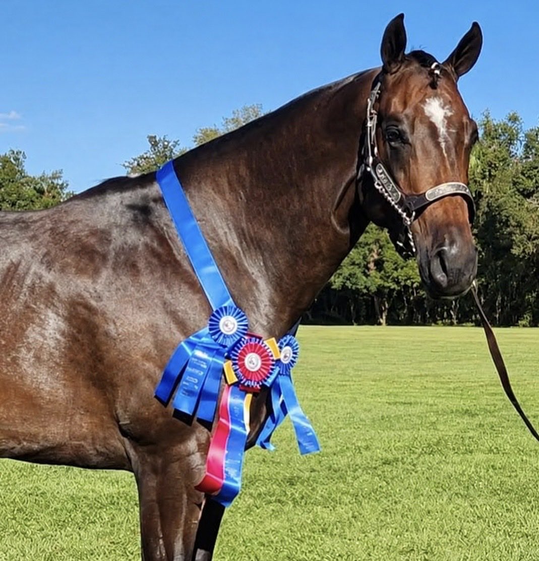 SeriousEquine7's tweet photo. 🔥New Listing🔥Royally Bred English Broodmare - ESCAPE FROM ALKATRAZ — “Allie” - 2021 Bay Mare | 16 Hands

The Only Escape × IE Elite (by Iron Enterprise)
New Smyrna Beach, Florida

Allie is a young broodmare with a stunning first foal and a pedigree 

#seriousinquiriesonlyequine https://t.co/sR3vVzd1Ks