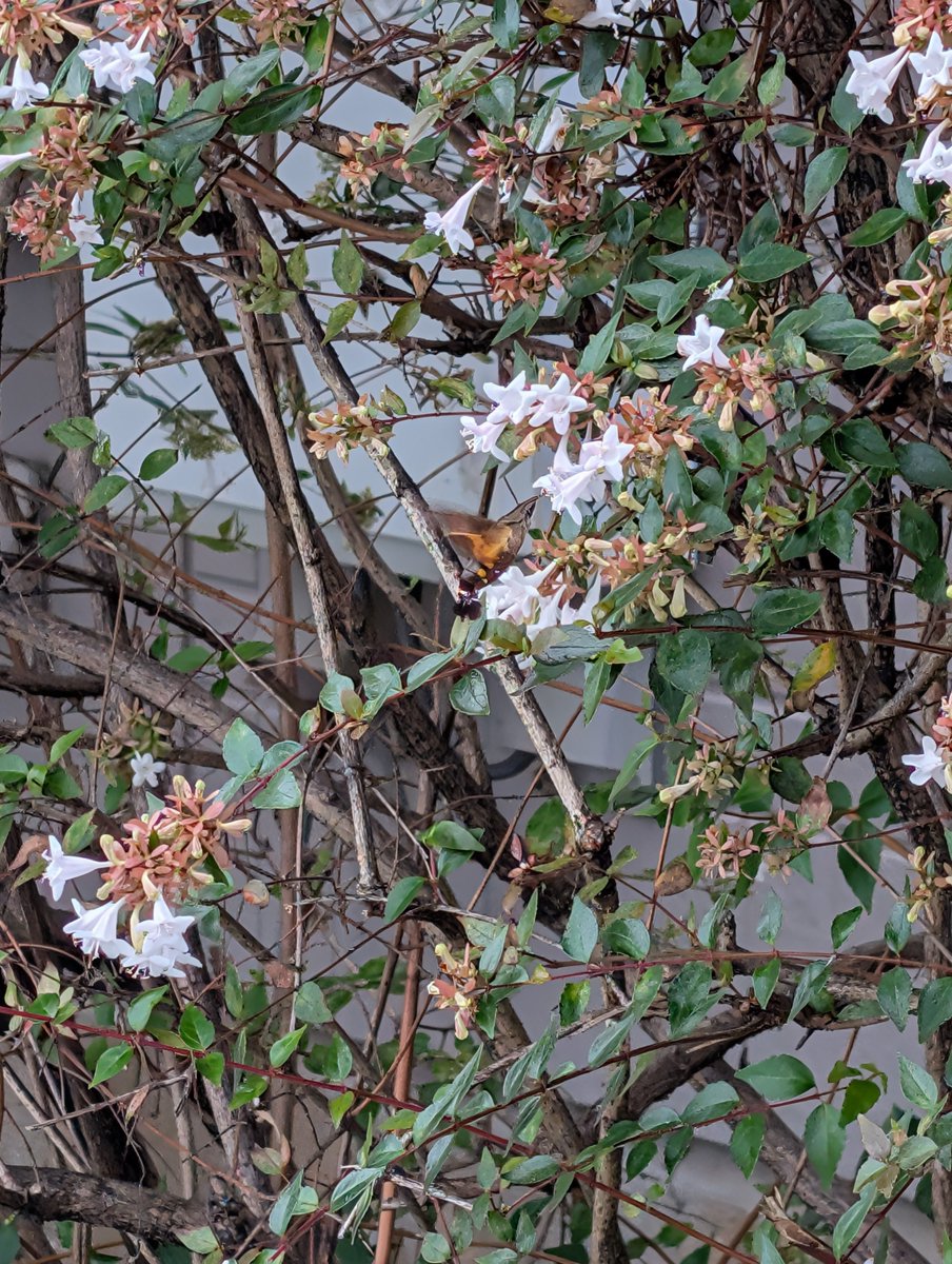 Ceylon02670869's tweet photo. 朝の2度目のお散歩です
今日はハチドリの様な飛び方をする虫を見かけましたよ
#猫が居る暮らし
#マル
#散歩
#猫 https://t.co/XnAfY3WQoC