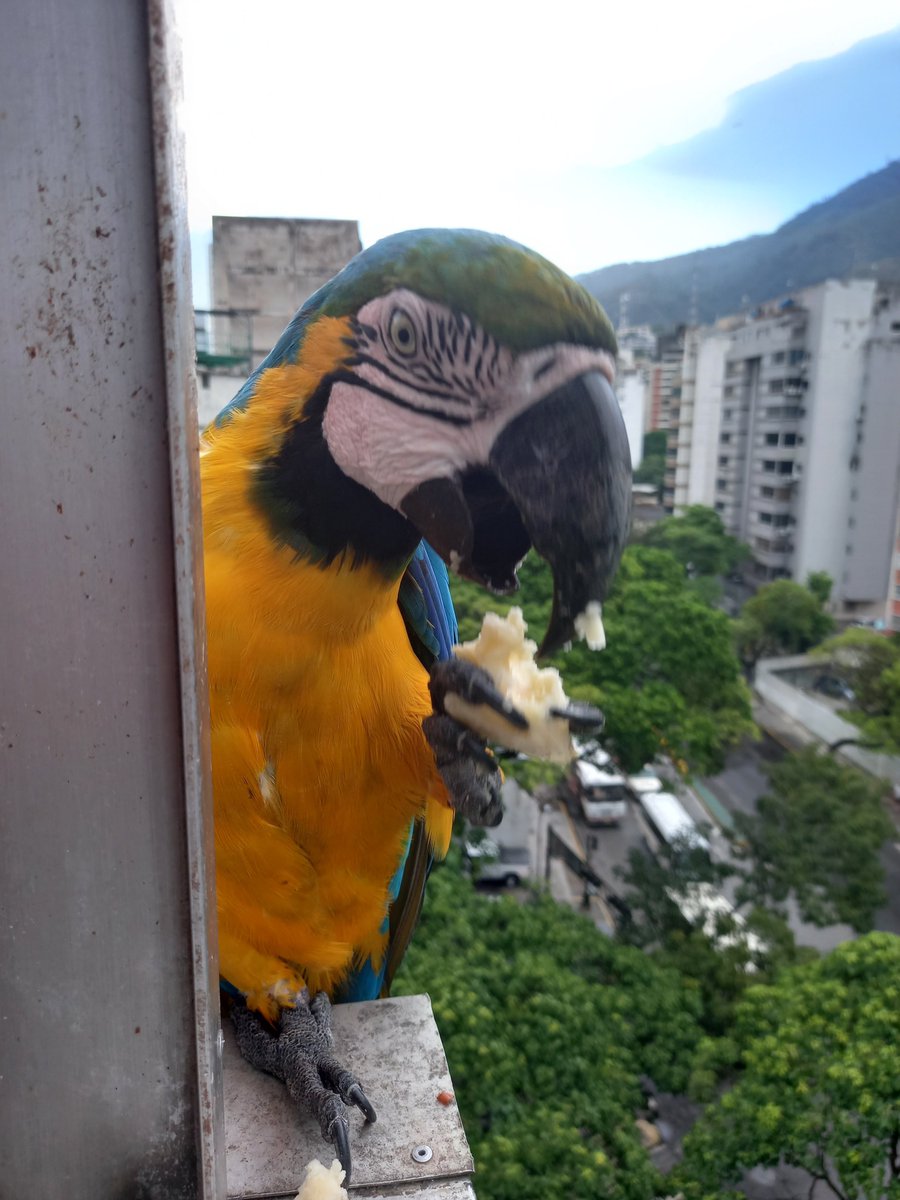 karelisjvc's tweet photo. 🪶Otra pausa, a todo volumen y a pesar de estar comiendo, se la pasaban, chilla que chilla...😅😏
🦜Saturno y Lucero
📸
1y2: Saturno
3y4: Lucero
⤵️ 3
#macaw #photo #pics #pictures #animalLovers #fotos #love #style https://t.co/UGzXcGRH7E