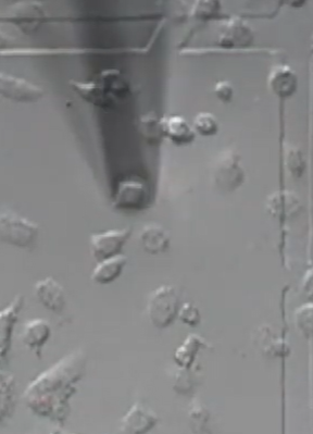 LabonFluidchip's tweet photo. Watch the Video
 https://t.co/3UFnQEMvJZ
Precise Handling of Adherent Cells  Collect and transfer individual adherent cells with precision.
See the actual process with mouse C2C12 myotubes, mouse ovarian-derived cells, and mouse lung cancer cells in a single-cell microarray chip. https://t.co/kS3JvUsvCK