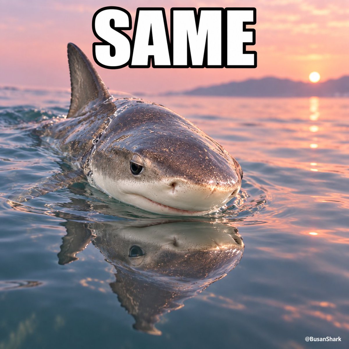 BusanShark's tweet photo. @nori_xbt Same. I only know how to swim 🦈 https://t.co/iYozXwOIh6
