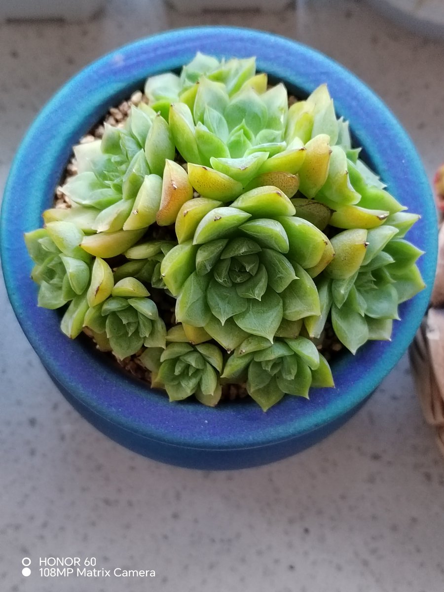 ArlaBerklecha's tweet photo. Just 10 mins a day! Pick a small hobby (calligraphy, plant parenting, or origami) u0026 watch it bloom into a joyful escape from busy days ， https://t.co/cCWlWO6oJW