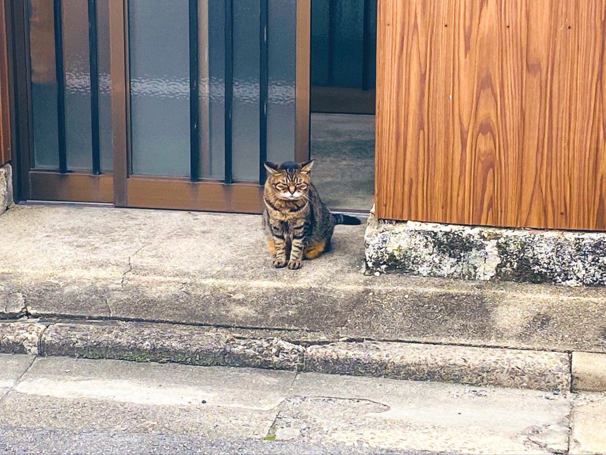 aimmee511's tweet photo. 通院の日は行きしなに猫ちゃんを見かけることが出来ると私は森脇健児氏になれる https://t.co/VQR6xiR3iw