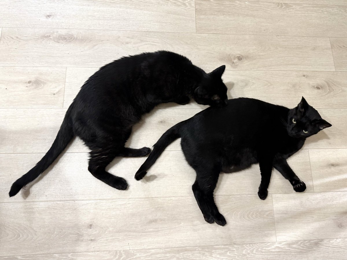 NenekokoC's tweet photo. 背中スンスン✨🐈‍⬛🐽🐈‍⬛💞

#ねねここ #兄妹
#仲良し #クンクン

#猫 #黒猫 #くろねこ #保護猫 #blackcat https://t.co/CcKYJEMfxg