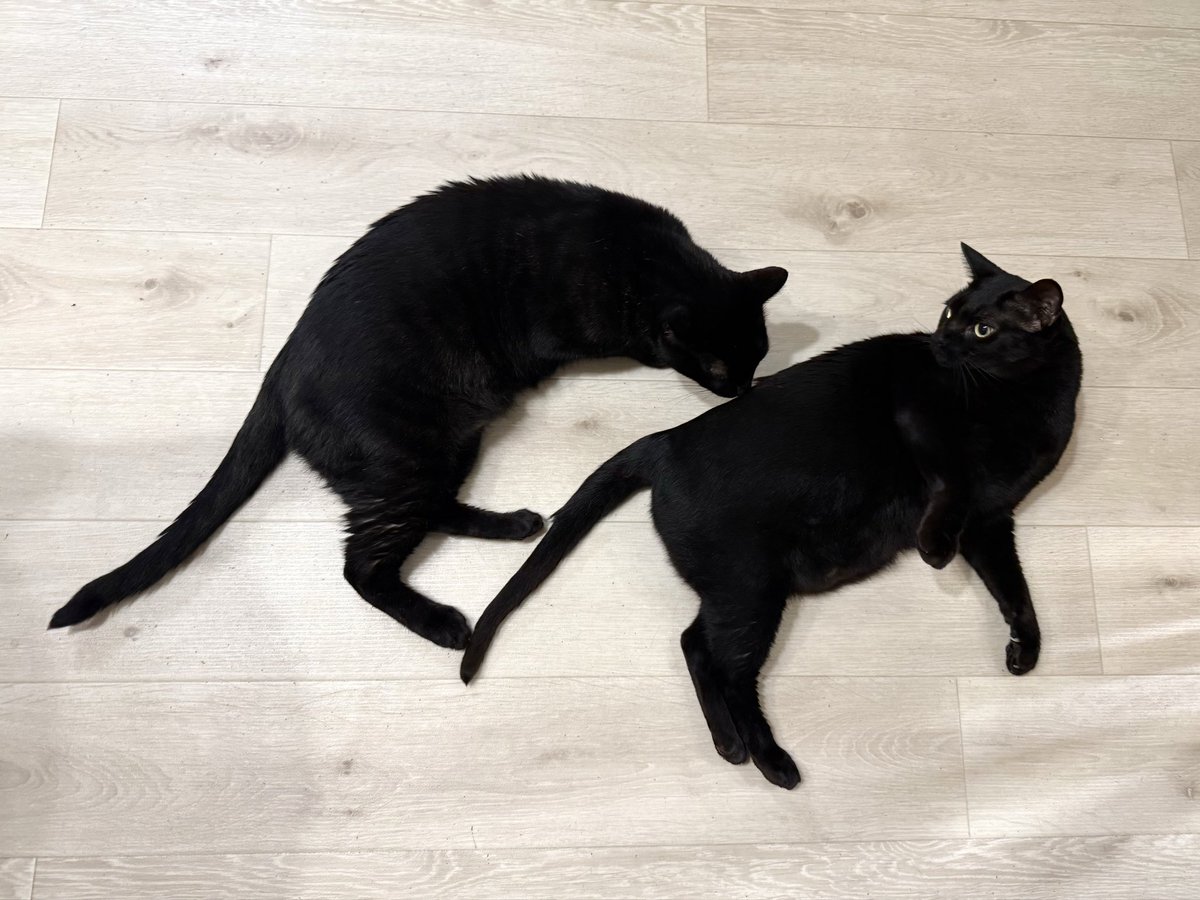 NenekokoC's tweet photo. 背中スンスン✨🐈‍⬛🐽🐈‍⬛💞

#ねねここ #兄妹
#仲良し #クンクン

#猫 #黒猫 #くろねこ #保護猫 #blackcat https://t.co/CcKYJEMfxg