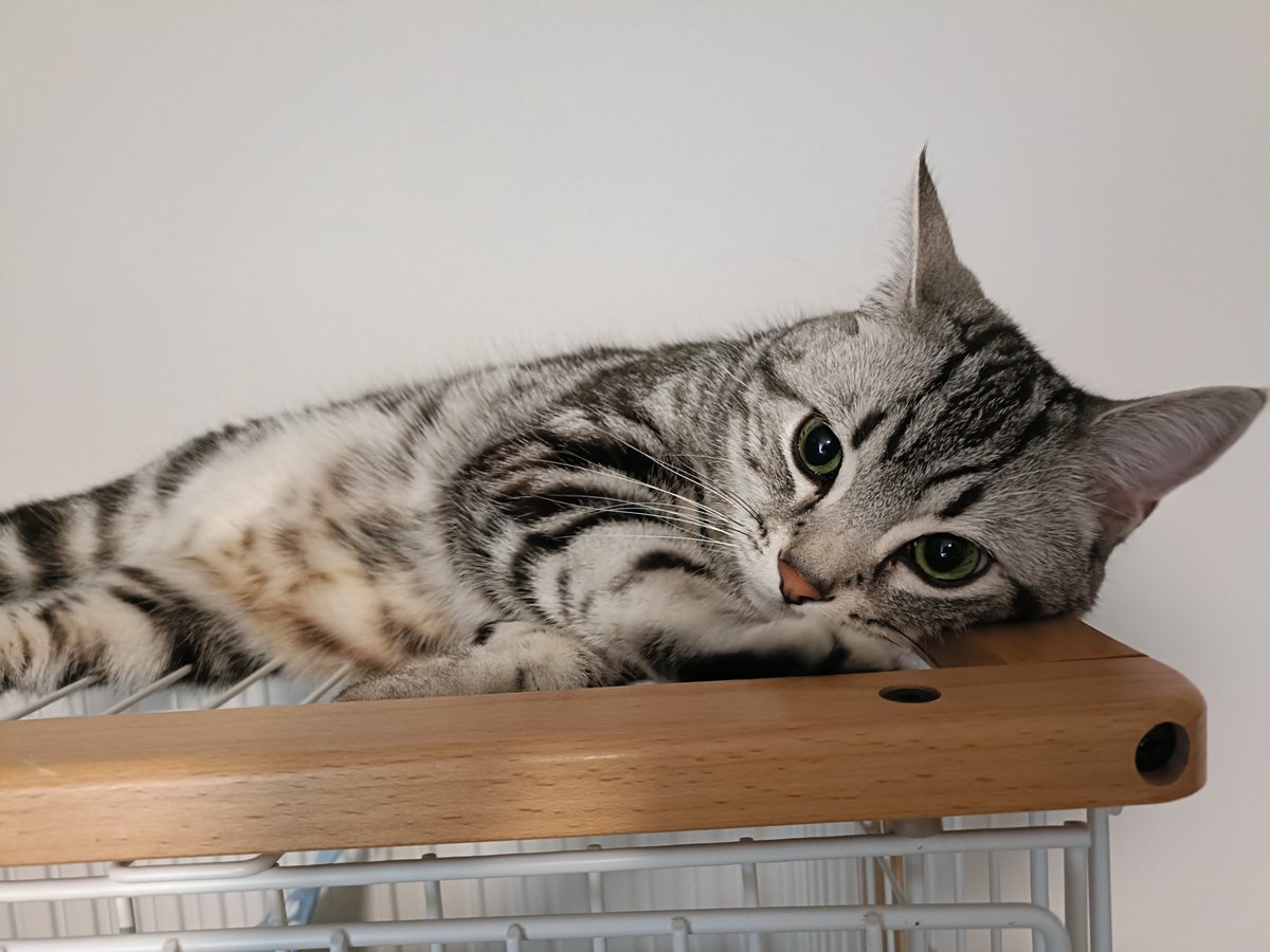 pino_notes's tweet photo. 最近の撫でてほしい時の顔
#猫のいる暮らし
#猫好きさんと繋がりたい https://t.co/LkkwueNhH5
