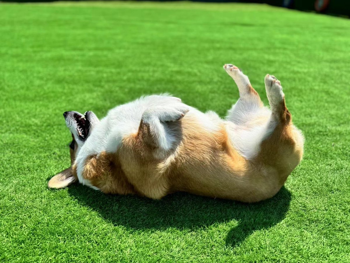 MargaretKalua's tweet photo. My little puppy just took his first wobbly steps today—every tiny move fills my heart with pure joy! Such a perfect little milestone to capture ， https://t.co/oVryS0P7Nu