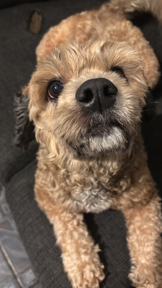 Bebellatzzh's tweet photo. Oi pessoal, infelizmente a cachorrinha da minha amiga sofreu um acidente e eu tô aqui pra ajudar ela a arrecadar dinheiro para a cirurgia. Então se vocês puderem doar ou compartilhar já seria de grande ajuda, a Jade é muito especial!!

emillyoliveiradosanjos3@gmail.com - Pix https://t.co/ND3gyMxxw7