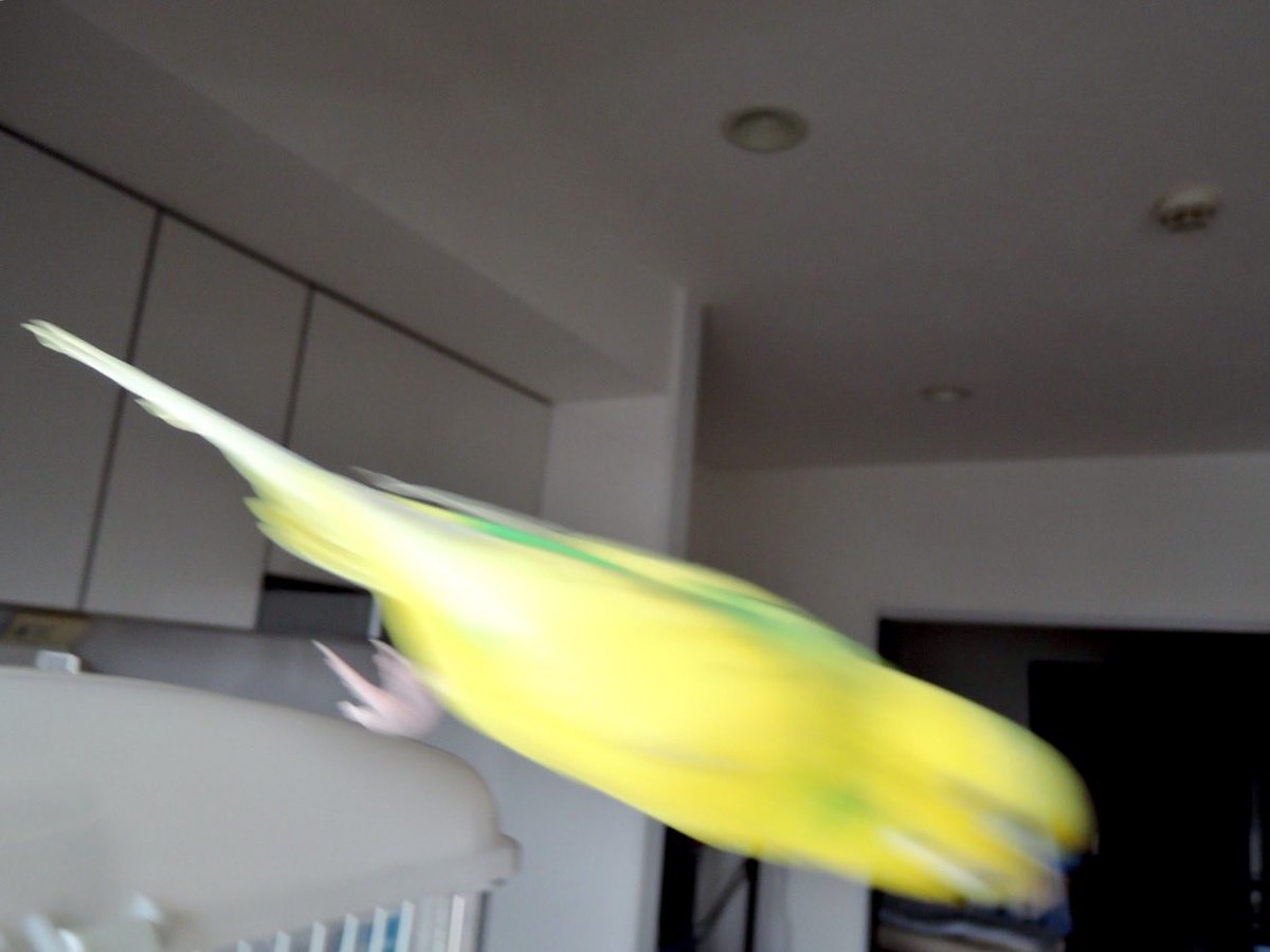 sekiseihouse's tweet photo. グッドモーニン❗️金曜日❣️(((o(*ﾟ▽ﾟ*)o)))
＃セキセイインコ https://t.co/nb8cAgN1aR