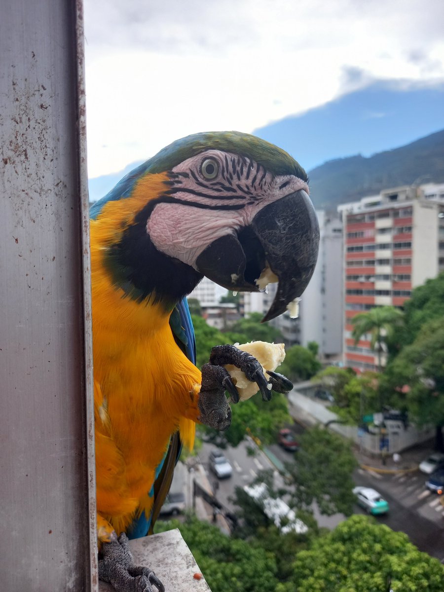 karelisjvc's tweet photo. 🪶Otra pausa, a todo volumen y a pesar de estar comiendo, se la pasaban, chilla que chilla...😅😏
🦜Saturno y Lucero
📸
1y2: Saturno
3y4: Lucero
⤵️ 3
#macaw #photo #pics #pictures #animalLovers #fotos #love #style https://t.co/UGzXcGRH7E