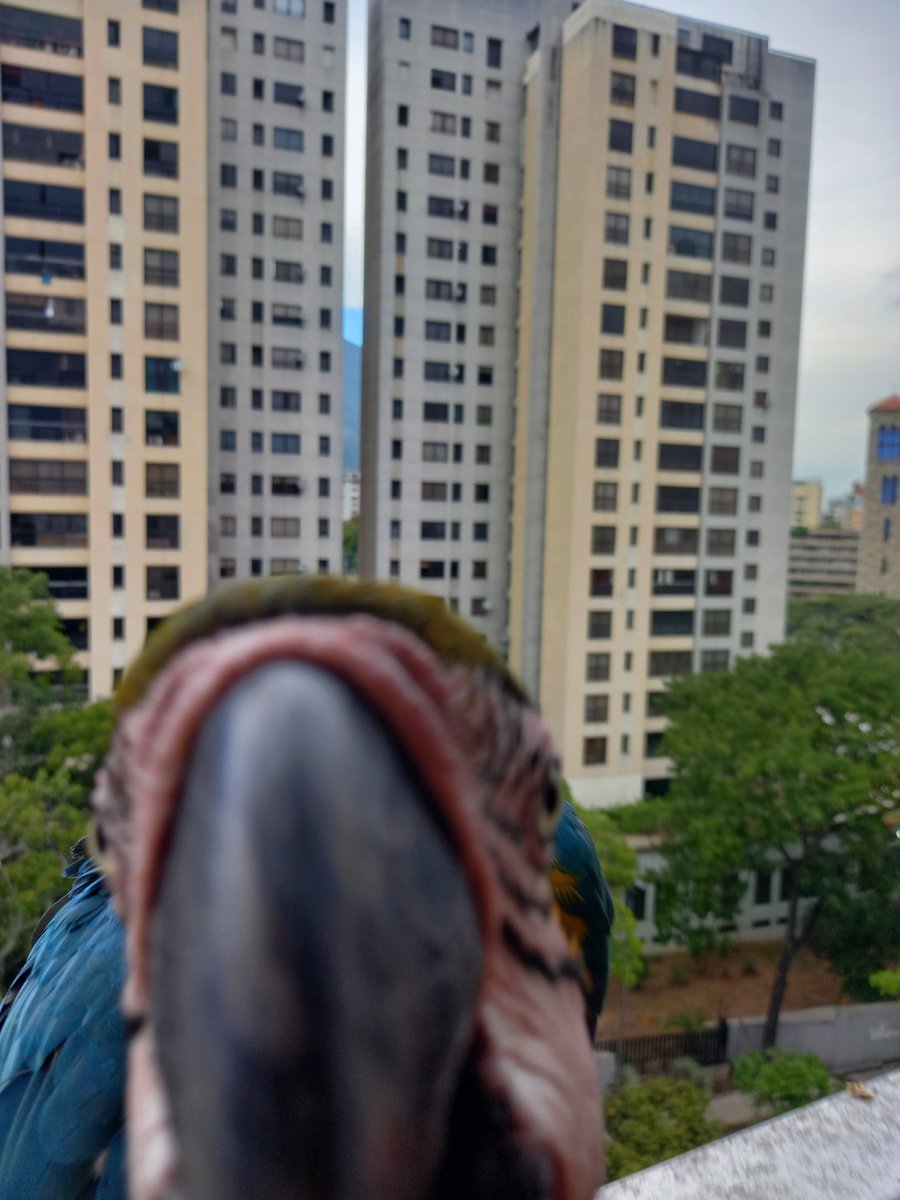 karelisjvc's tweet photo. 🪶Otra pausa, a todo volumen y a pesar de estar comiendo, se la pasaban, chilla que chilla...😅😏
🦜Saturno y Lucero
📸
1y2: Saturno
3y4: Lucero
⤵️ 3
#macaw #photo #pics #pictures #animalLovers #fotos #love #style https://t.co/UGzXcGRH7E