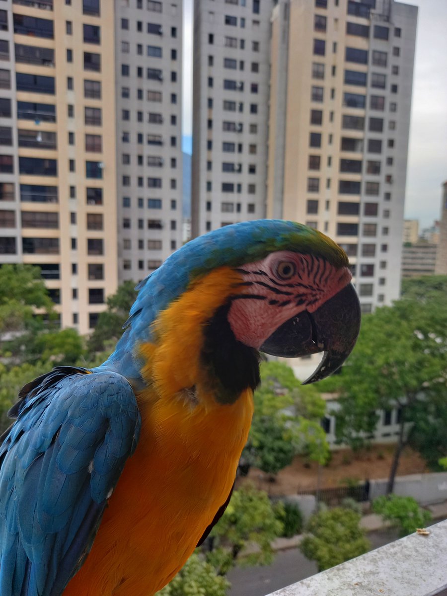 karelisjvc's tweet photo. 🪶Otra pausa, a todo volumen y a pesar de estar comiendo, se la pasaban, chilla que chilla...😅😏
🦜Saturno y Lucero
📸
1y2: Saturno
3y4: Lucero
⤵️ 3
#macaw #photo #pics #pictures #animalLovers #fotos #love #style https://t.co/UGzXcGRH7E