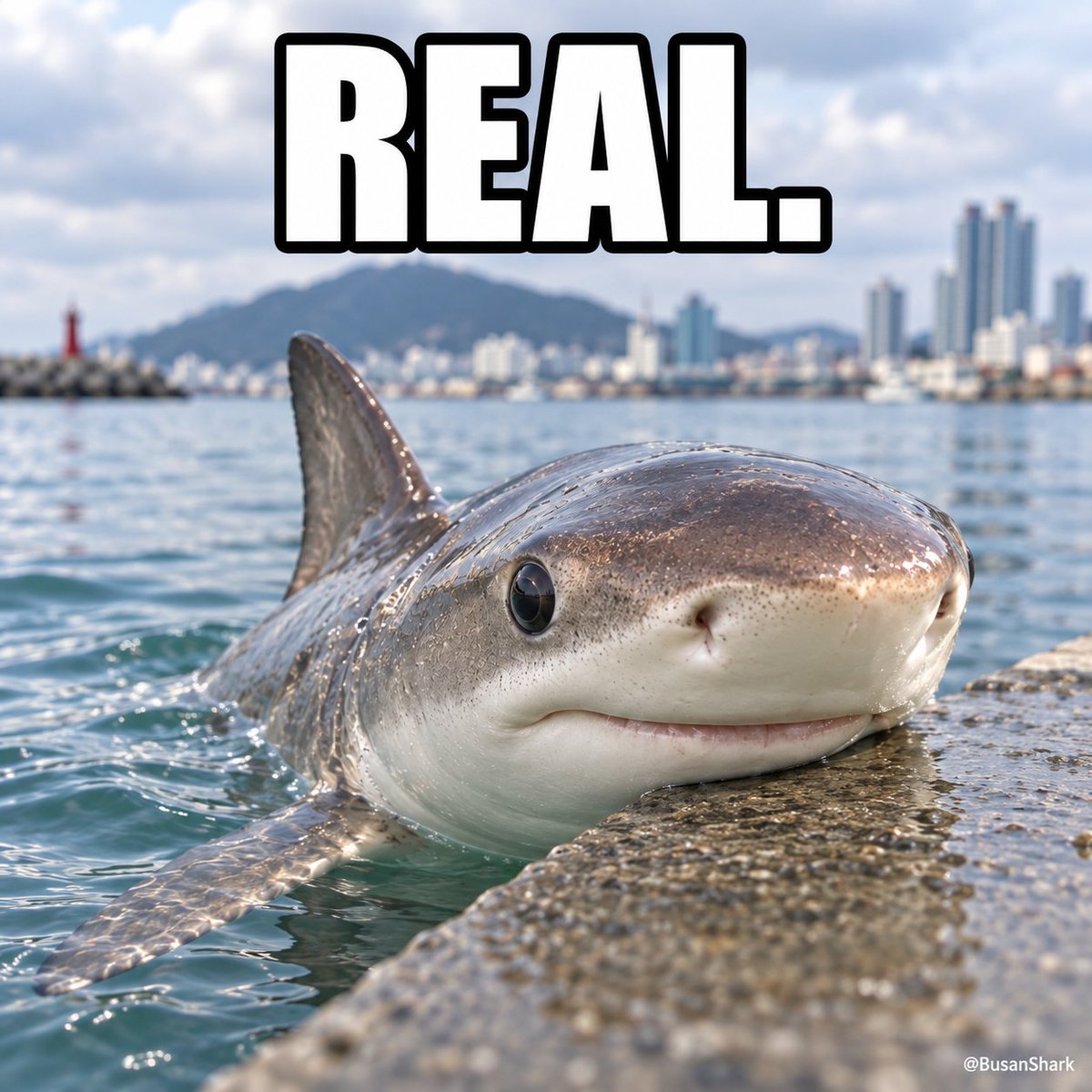 BusanShark's tweet photo. @otman1_o Nobody laughs at the harbor anymore 🦈 https://t.co/w5Jyo2kjsh