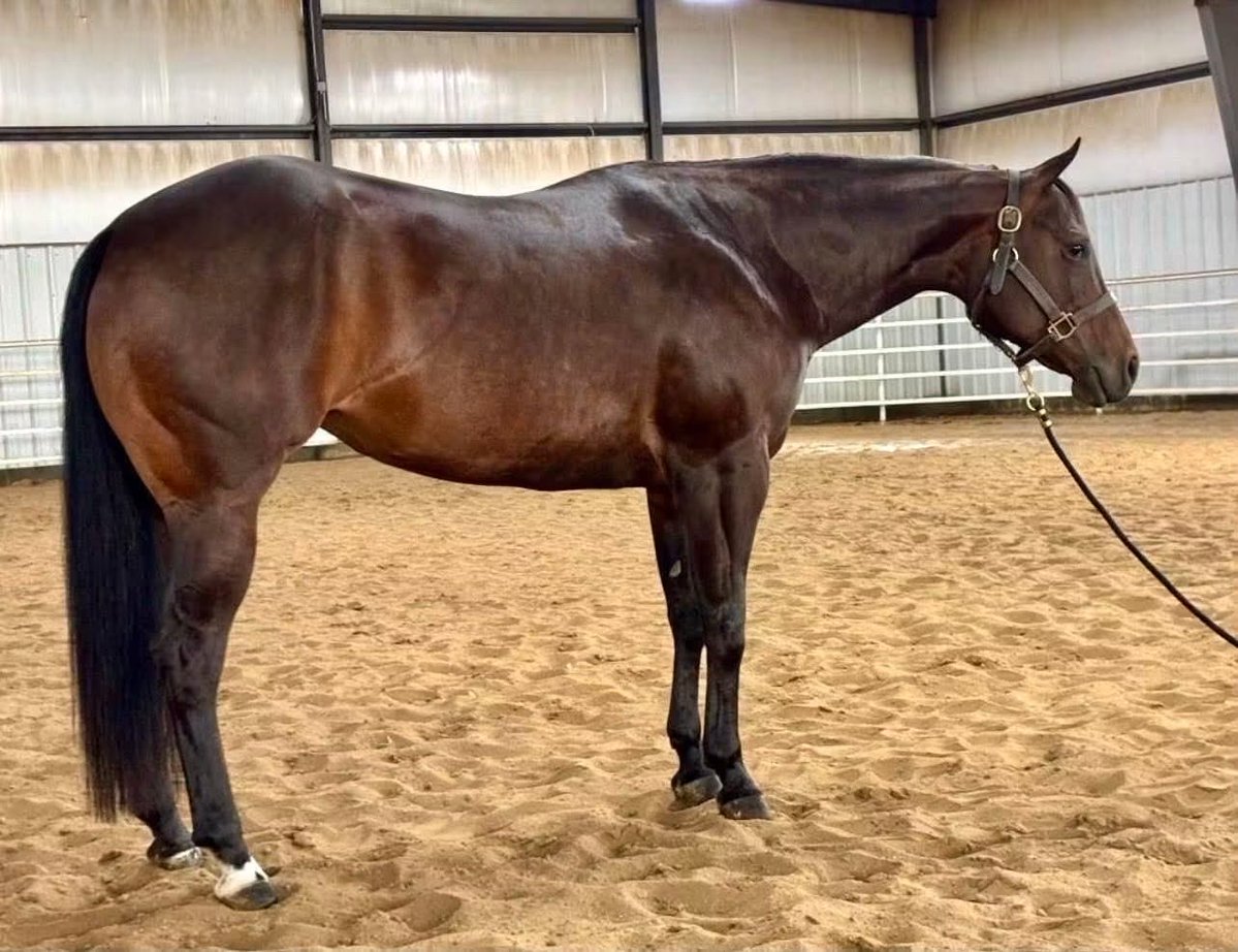 SeriousEquine7's tweet photo. 🎉SOLD🎉First time shown - received points in Trail &amp; Horsemanship. Fancy 5YO Maiden No Doubt Im Lazy Mare.

#seriousinquiriesonlyequine https://t.co/7QZ4vOIEJt