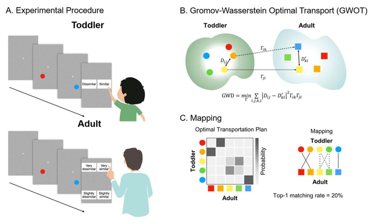 oizumim's tweet photo. Our new preprint led by @watanaberkyoto @moriguchiy is out! Does children’s “red” correspond to adults’ “red”?
https://t.co/oGfzJePOxw

Our findings suggest largely yes at ages 5–6, but not always at ages 2–3, at least for some colors. We tested which color corresponds to which by finding the best mapping between children’s and adults’ color similarity structures, without using color labels. 

Even at ages 2–3, these structures are globally similar to adults’, but subtle local differences—especially around light blue—can disrupt the matching.

Check out the paper for more details!