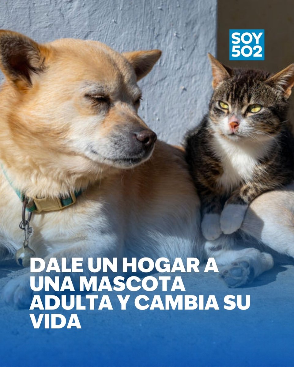 Los cinco beneficios de adoptar perros y gatos adultos