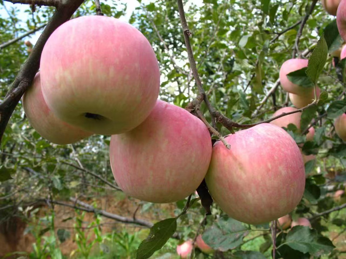 Helloyingkou's tweet photo. Crisp red apples fill Dashiqiao's orchards! 🍎✨

Nourished by fertile soil, these sweet, juicy treats burst with pure natural flavor. Experience the true taste of autumn's bountiful harvest in Yingkou! 🚜🍂☀️

📍 Dashiqiao, Yingkou, Liaoning
#Yingkou #Dashiqiao #Apples https://t.co/hiBCO4LPAU