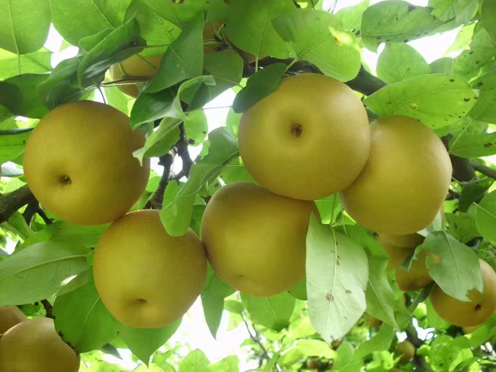 Helloyingkou's tweet photo. Crisp red apples fill Dashiqiao's orchards! 🍎✨

Nourished by fertile soil, these sweet, juicy treats burst with pure natural flavor. Experience the true taste of autumn's bountiful harvest in Yingkou! 🚜🍂☀️

📍 Dashiqiao, Yingkou, Liaoning
#Yingkou #Dashiqiao #Apples https://t.co/hiBCO4LPAU