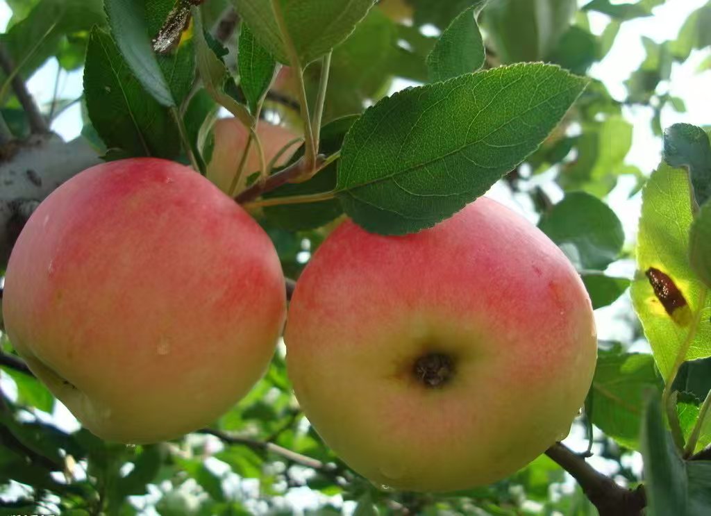 Helloyingkou's tweet photo. Crisp red apples fill Dashiqiao's orchards! 🍎✨

Nourished by fertile soil, these sweet, juicy treats burst with pure natural flavor. Experience the true taste of autumn's bountiful harvest in Yingkou! 🚜🍂☀️

📍 Dashiqiao, Yingkou, Liaoning
#Yingkou #Dashiqiao #Apples https://t.co/hiBCO4LPAU