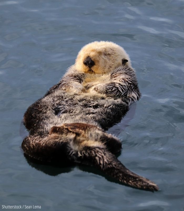 oceana's tweet photo. Thanks to the Endangered Species Act, sea otters are making a comeback after years of being targeted for their fur.

As a keystone species, sea otters prove that when we protect wildlife, we help whole ecosystems. 

Join us in defending the ESA: https://t.co/7mkbSTgErk https://t.co/EAQ6I9Rw1S