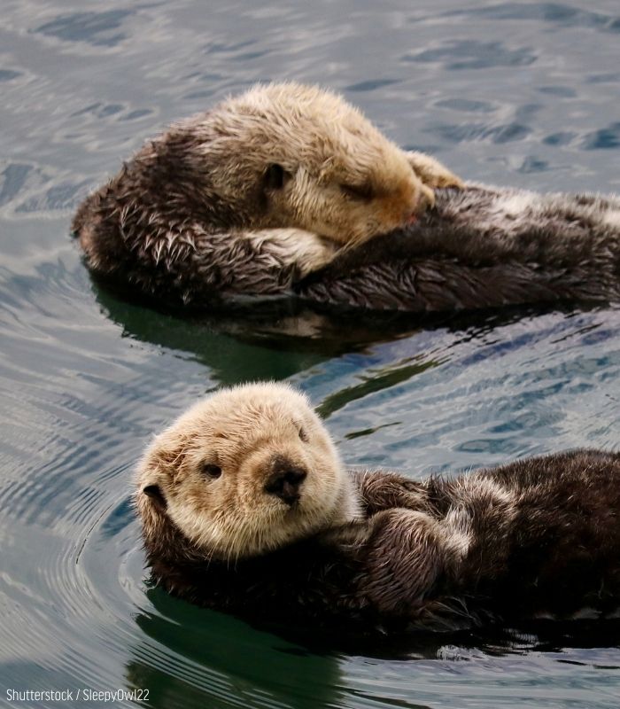 oceana's tweet photo. Thanks to the Endangered Species Act, sea otters are making a comeback after years of being targeted for their fur.

As a keystone species, sea otters prove that when we protect wildlife, we help whole ecosystems. 

Join us in defending the ESA: https://t.co/7mkbSTgErk https://t.co/EAQ6I9Rw1S